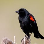 如何选择最适合的电竞竞猜app?全面解析与推荐 pojxa8